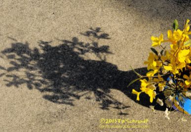 Vase-and-Yellow-Flowers-Shadow