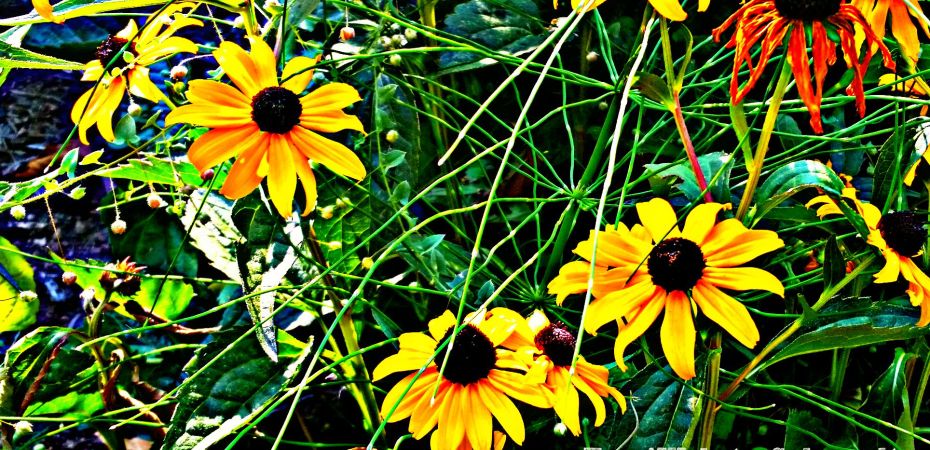 Late-Summer-cone-flowers