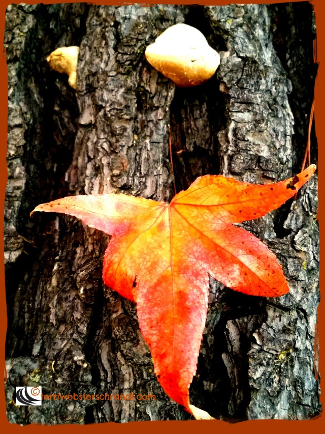 Autumn leaf on wood shows it's splendor