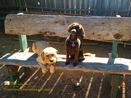 Pups on the bench