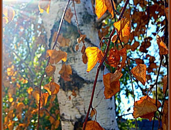 Autumn Birch Tree