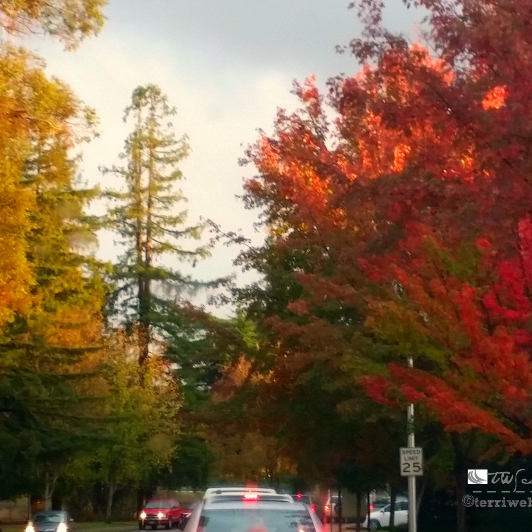 Autumn splendor on campus