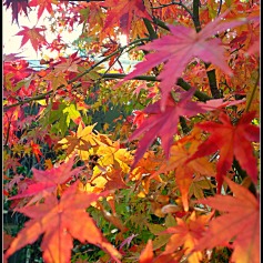 sunshine brings autumn magic to maple