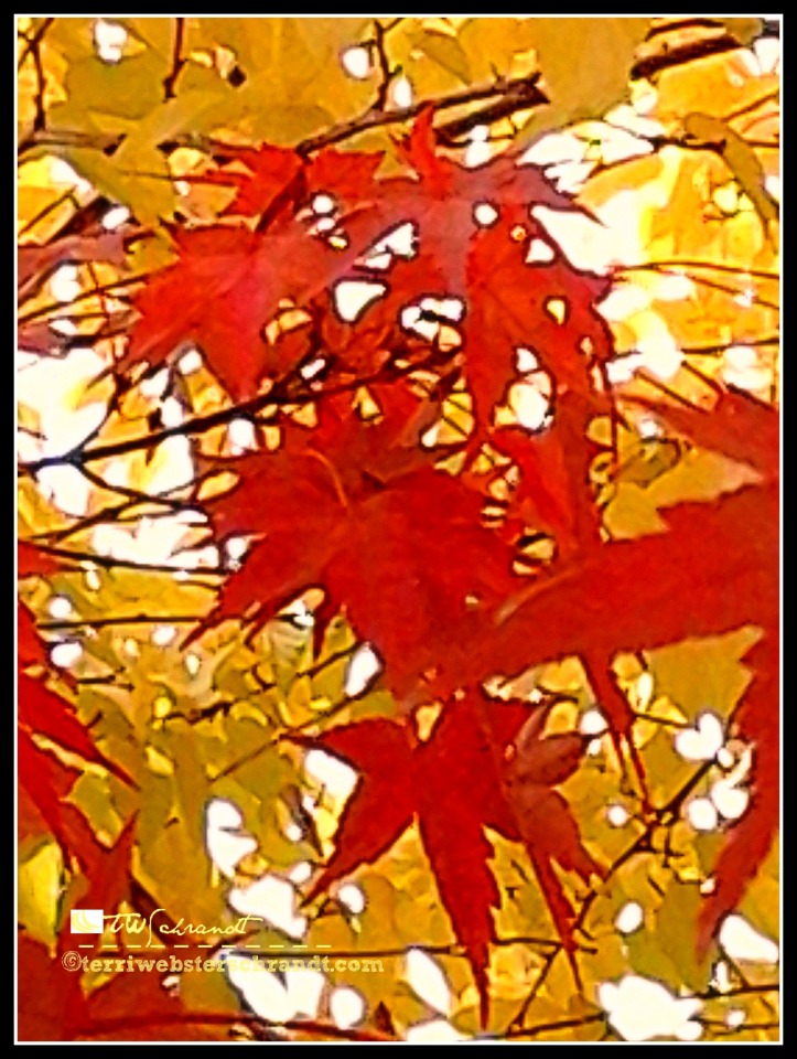 orange maple leaves against the yellow mulberry tree