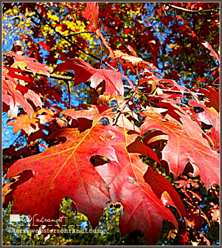 Bright red leaf colors peak in mid-November