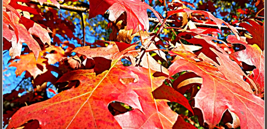 Bright red leaf colors peak in mid-November