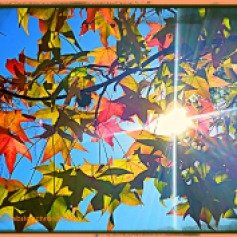 Autumn sun bursts through colorful maple leaves
