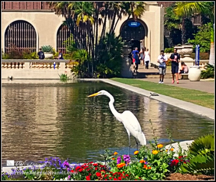 The egret knows there is a school of fish gathering in the Balboa Park Koy Pond