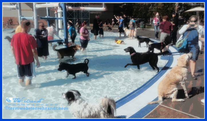 Dogs and their pets gather for Doggy Dip Day at the public pool.