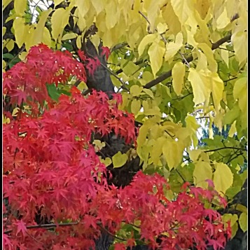 Full-on Autumn for Maple and Mulberry Trees