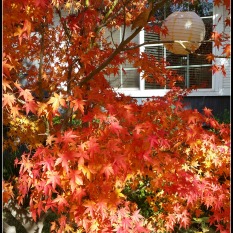 Maple in Fall Glory
