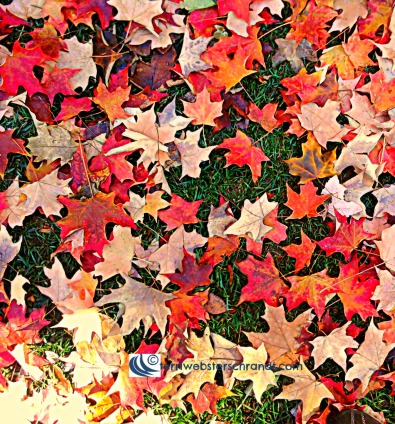Autumn Leaves beneath my feet