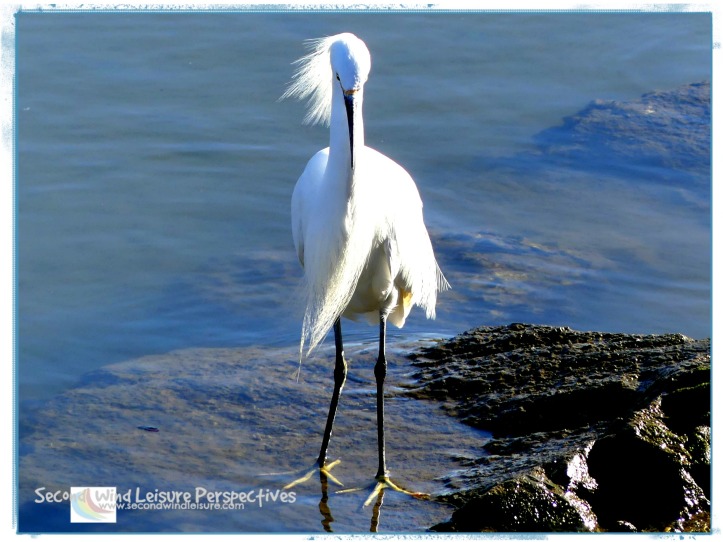 Snowy egret stands in grace