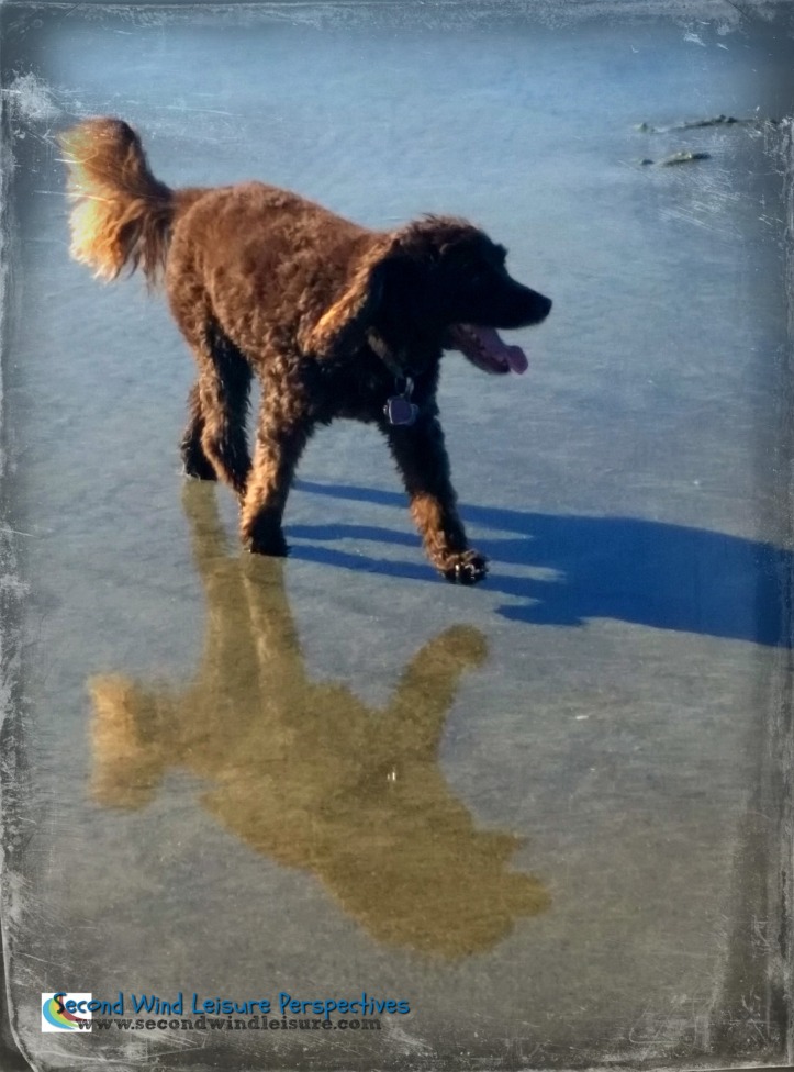 Aero cavorts on dog beach accompanied by his shadow and reflection