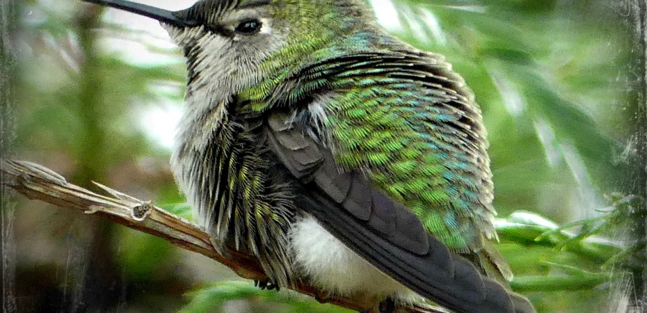 Hummingbird enjoying his shower