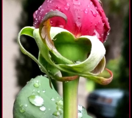 Raindrops sit delicately atop a spring rose bud