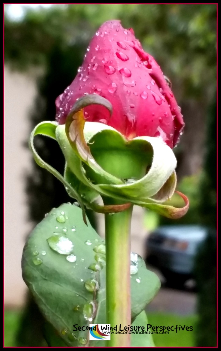 Raindrops sit delicately atop a spring rose bud