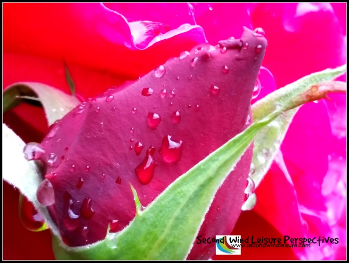 Raindrops sit atop an American Beauty rose bud