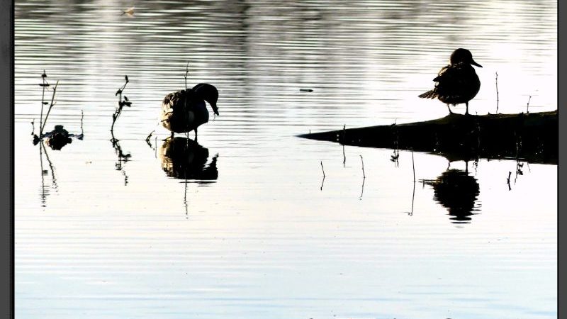 Duck reflections