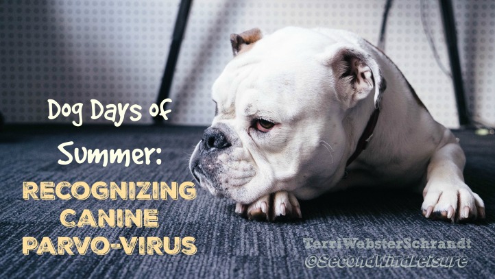 Recognizing canine parvo-virus in your dog