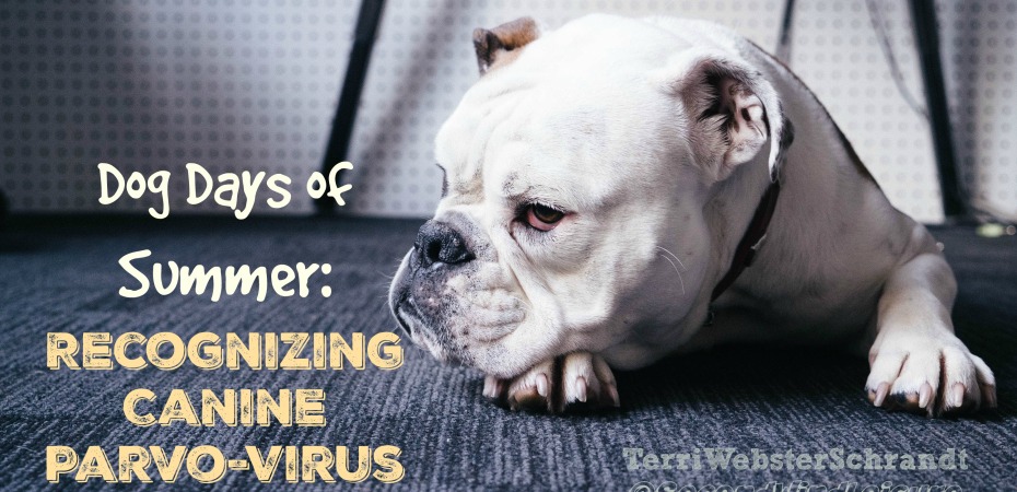 Recognizing canine parvo-virus in your dog