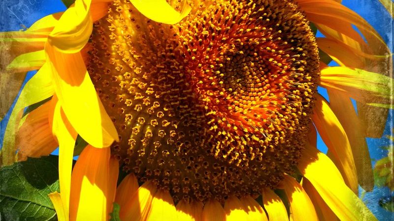 Sunflower and worm love a summer day