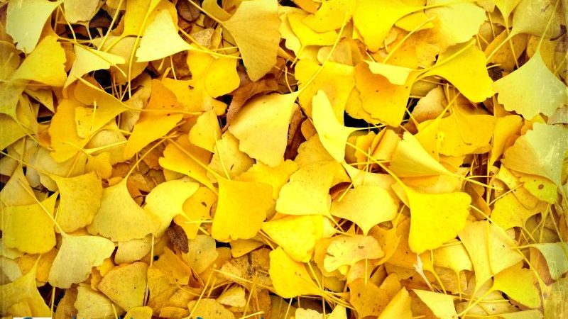 Layers of Yellow Leaves
