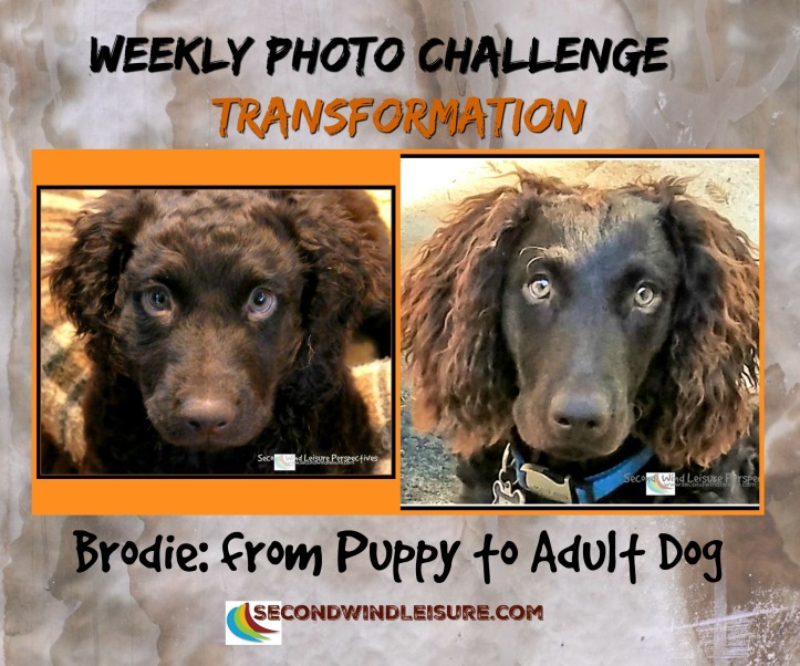 Transforming from puppy to adult dog right before our eyes