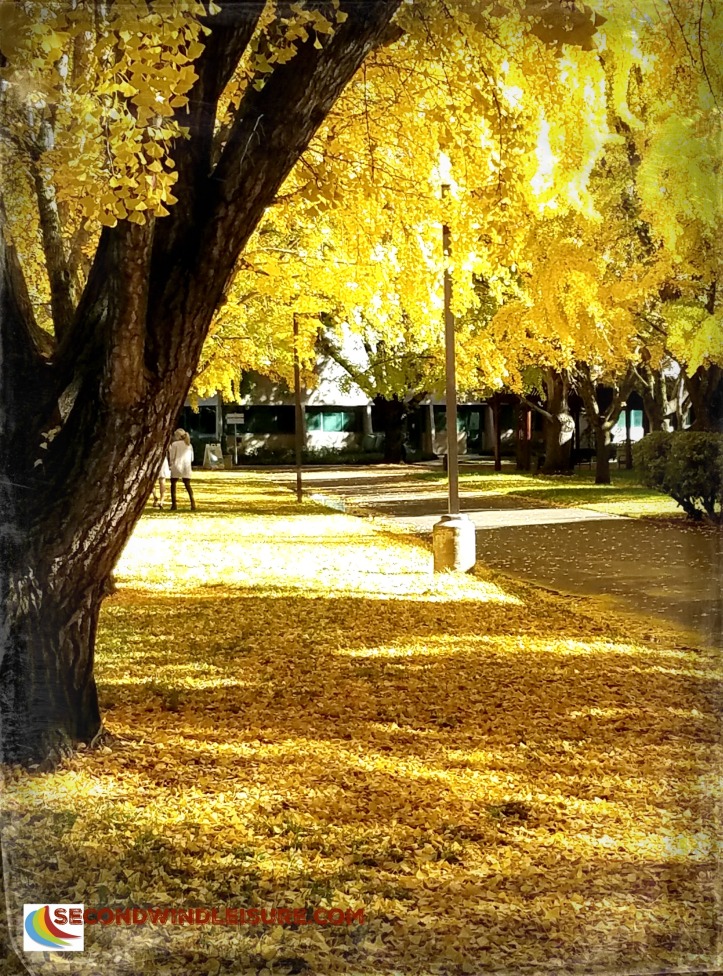 Campus Ginkos create both a canopy and a carpet of yellow