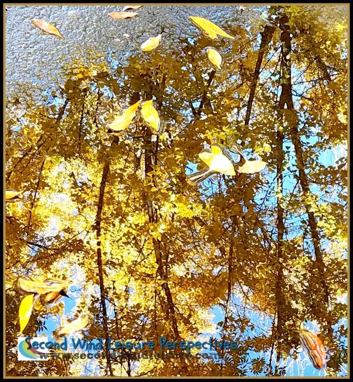 More reflections from the ginko trees