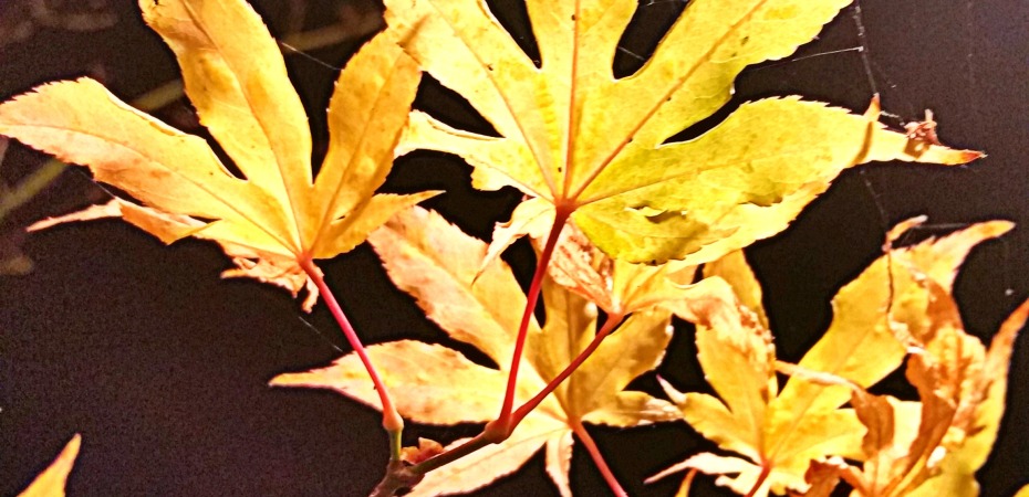 Backyard porch light illuminates delicate Fall leaves