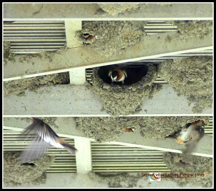 Swallow nesting season