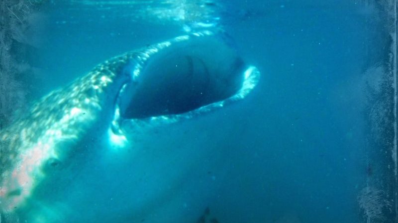 Whale shark also plays peek-a-boo