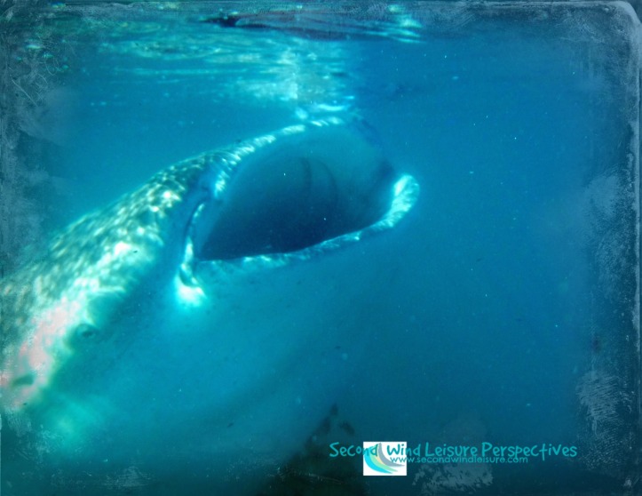 Whale shark also plays peek-a-boo
