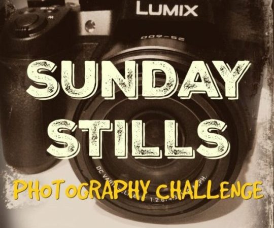 SundayStills_blogbanner