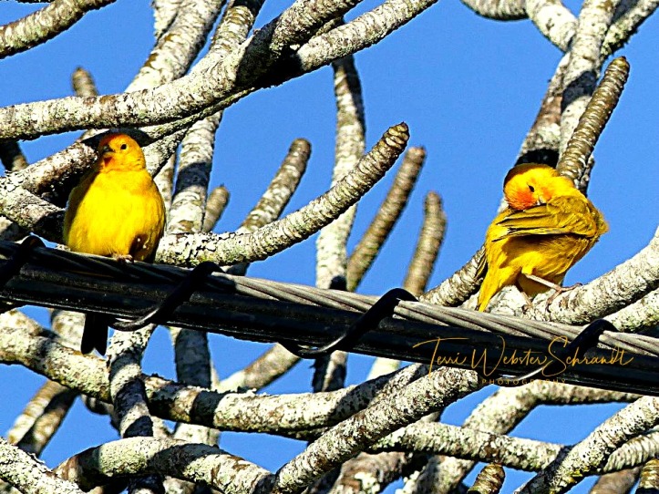 Yellow birds perch on twisted wire