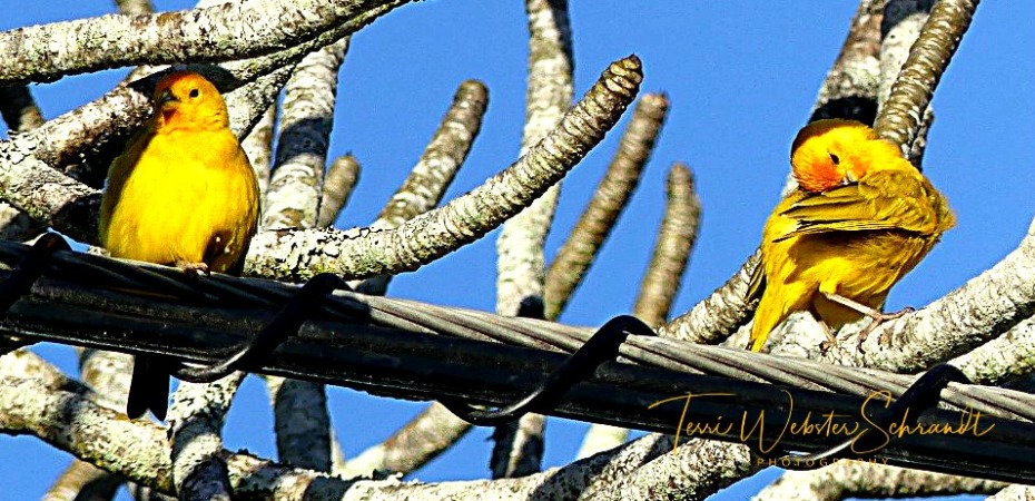 Yellow birds perch on twisted wire