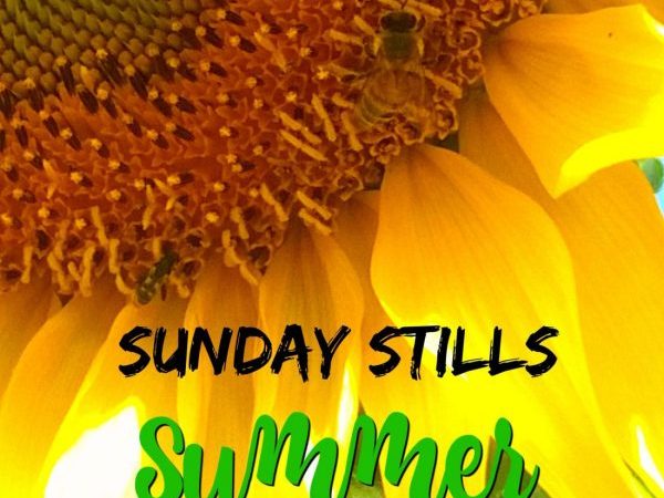 Sunday Stills Summer graphic