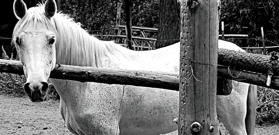 White horse at the fence