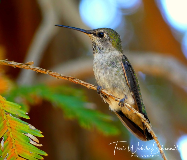 Photograph of hummingbird