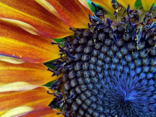 Macro view of sunflower