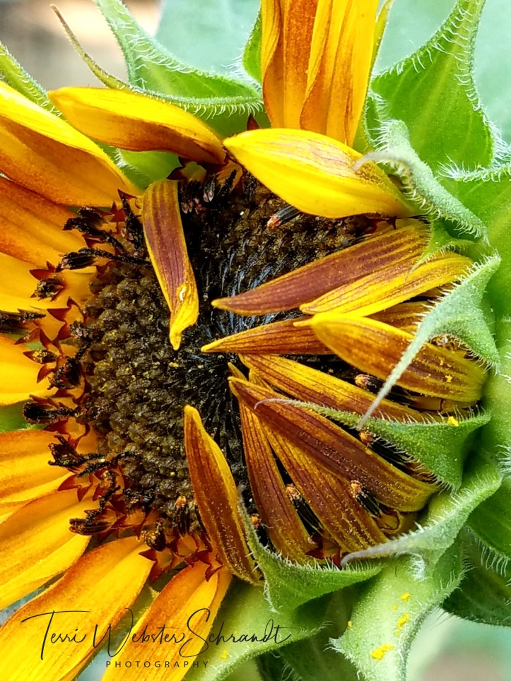 lazy opening of sunflower petals