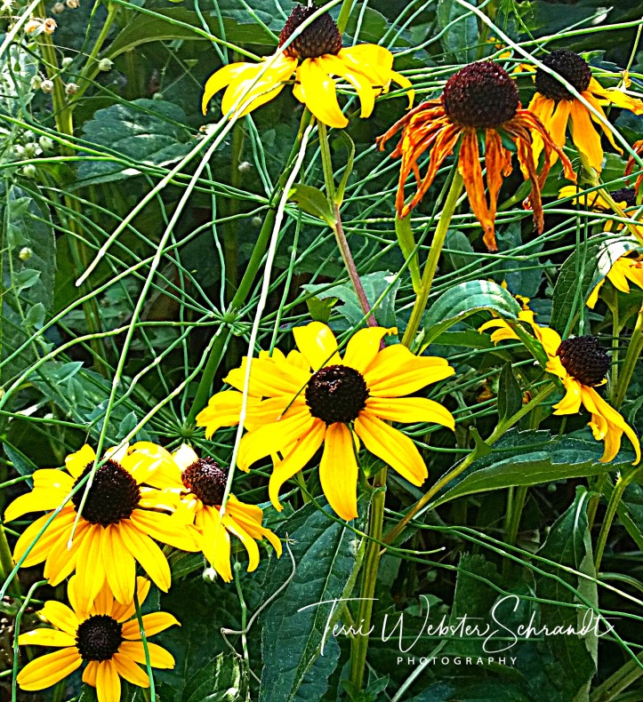 Black-Eyed Susan on the trail