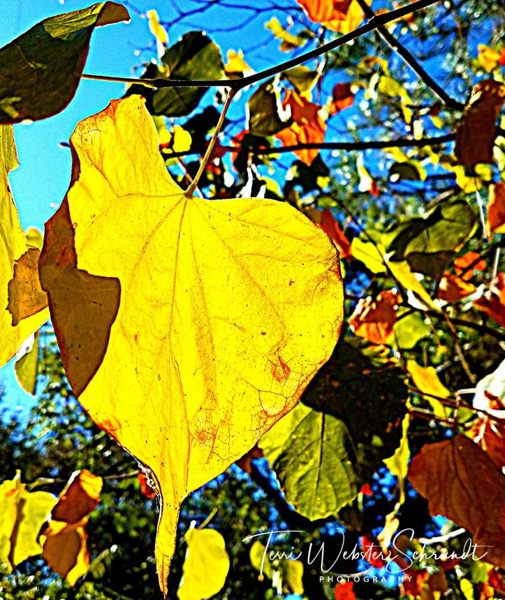 signs of fall leaves
