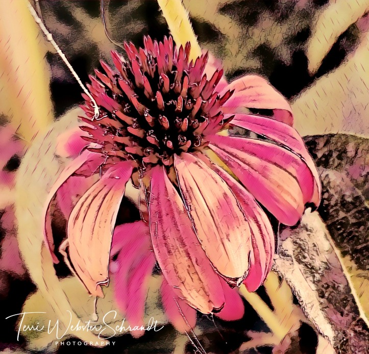 Pink Coneflower