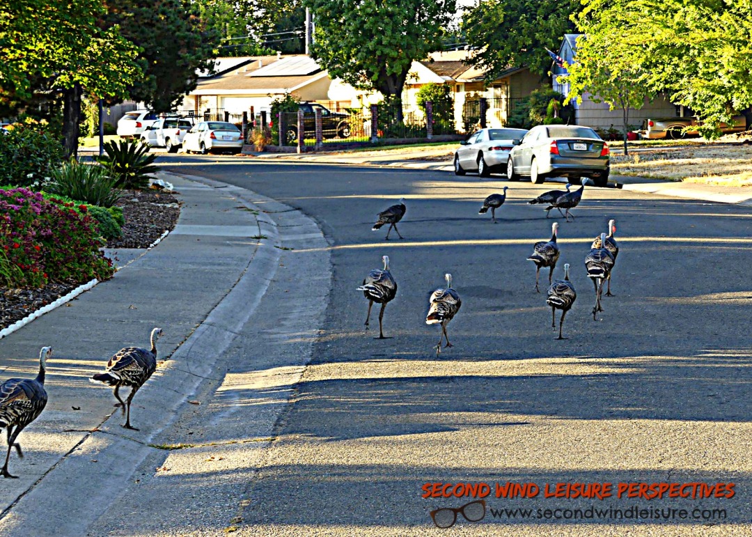 Urban Turkeys taking a walk