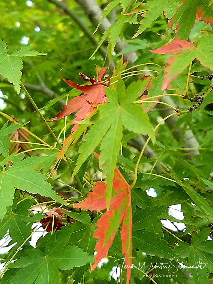 Green autumn leaves