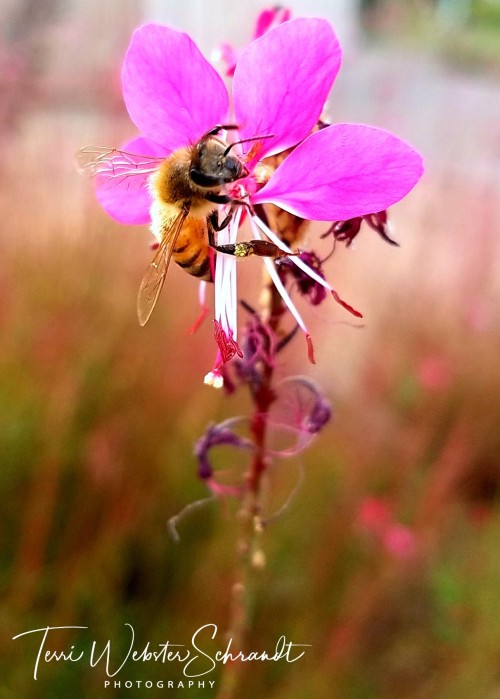 pink flower with bee