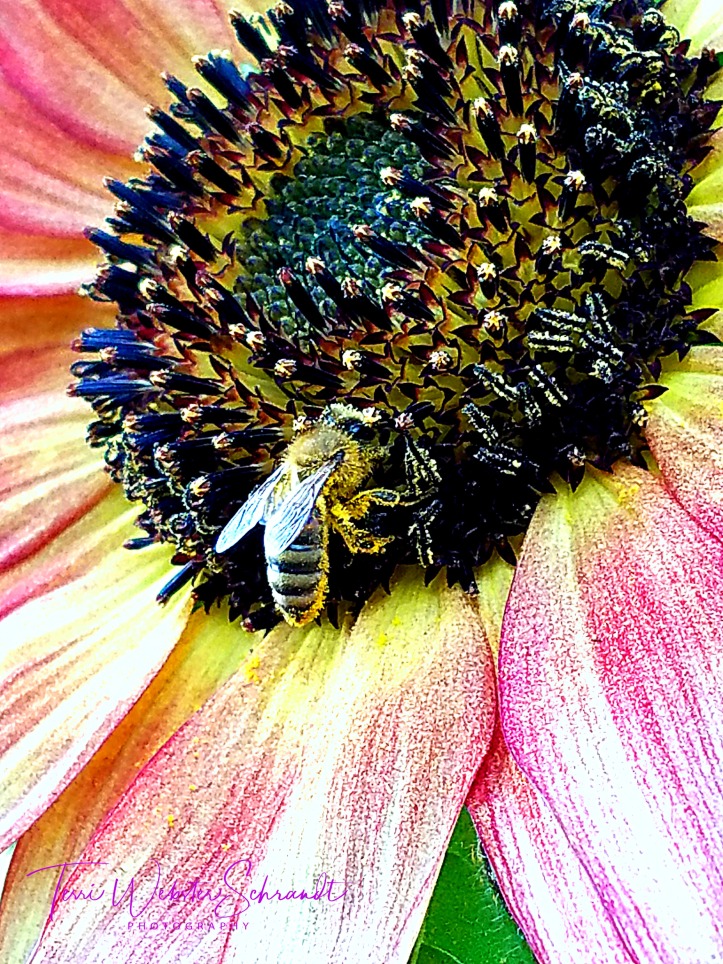 pink sunflower with bee