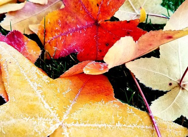 Fallen frosted leaves